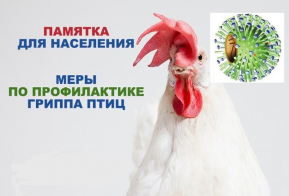 Администрация Новохопёрского муниципального района сообщает о напряженной эпизоотической ситуации по высокопатогенному гриппу птиц (далее – ВГП) в мире, в том числе на территории стран, граничащих с  Российской Федерацией..